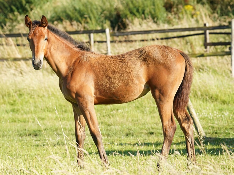 Westphalian Mare 1 year Brown in Hamm