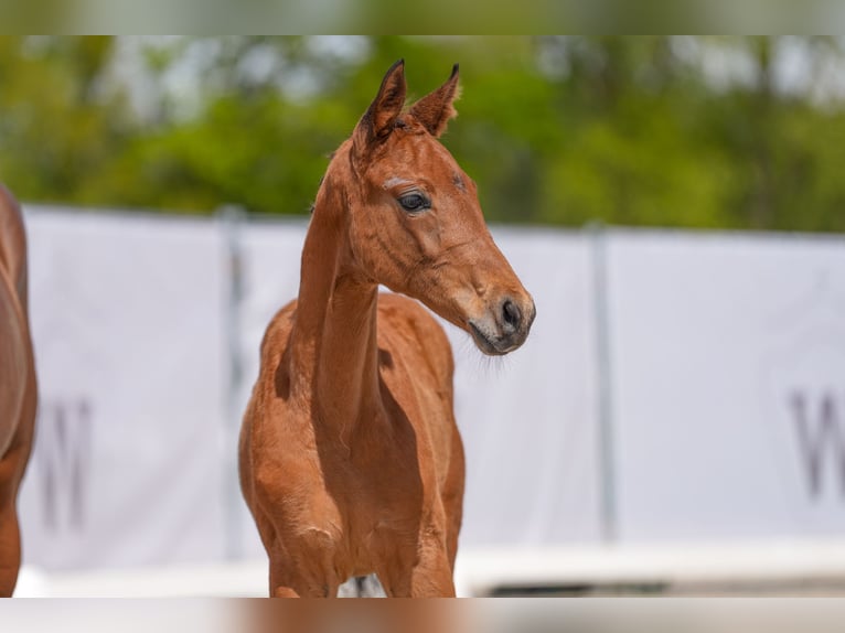 Westphalian Mare 1 year Brown in Hamm