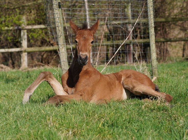 Westphalian Mare 1 year Brown in Hamm