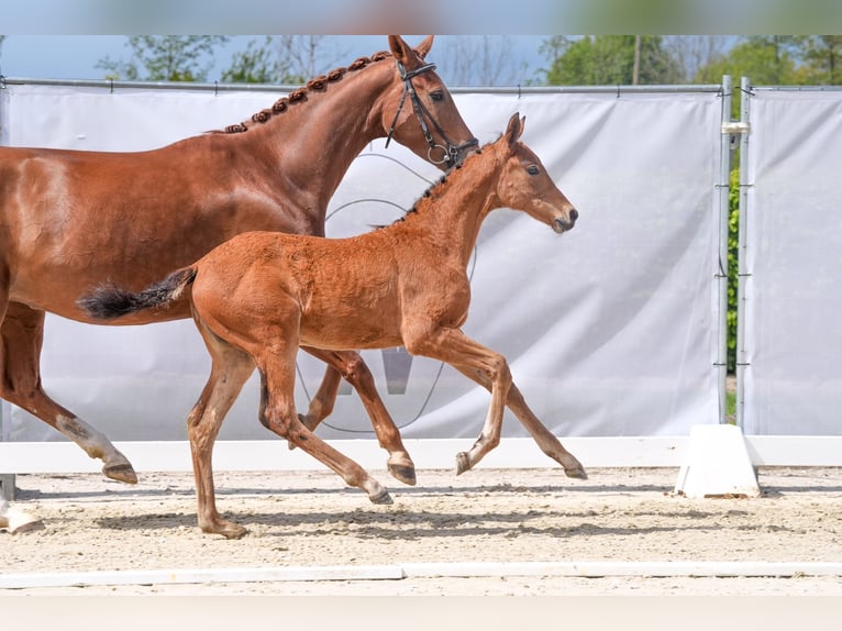 Westphalian Mare 1 year Brown in Hamm