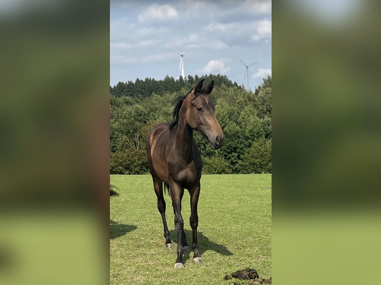 Westphalian Mare 1 year Brown in Paderborn
