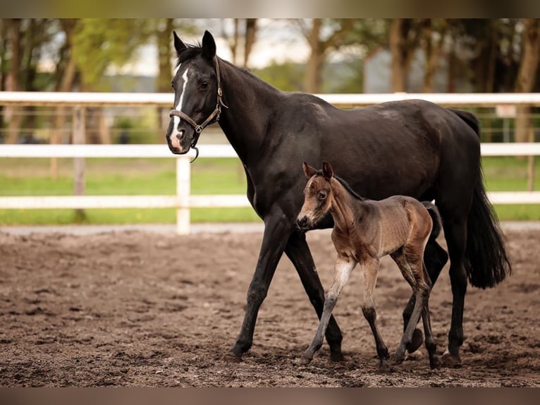 Westphalian Mare 1 year Brown in Paderborn
