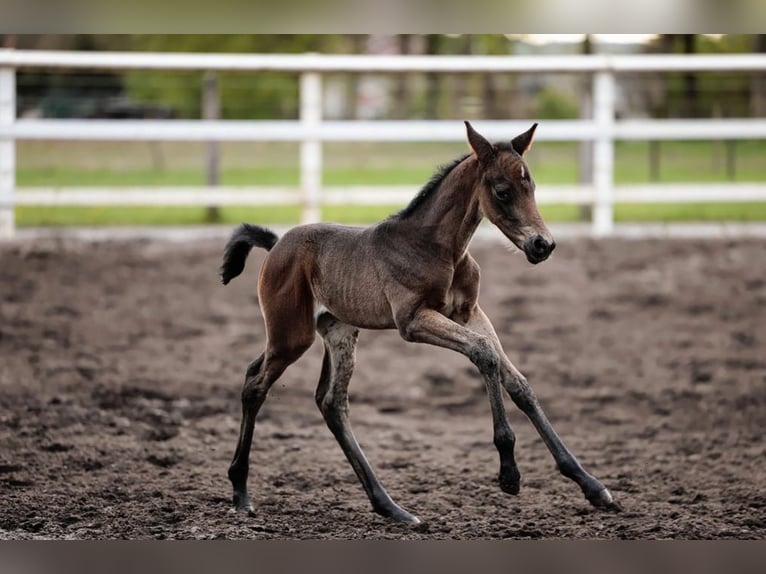 Westphalian Mare 1 year Brown in Paderborn