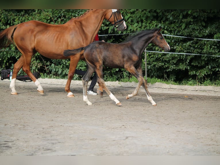 Westphalian Mare 1 year Brown in Porta Westfalica