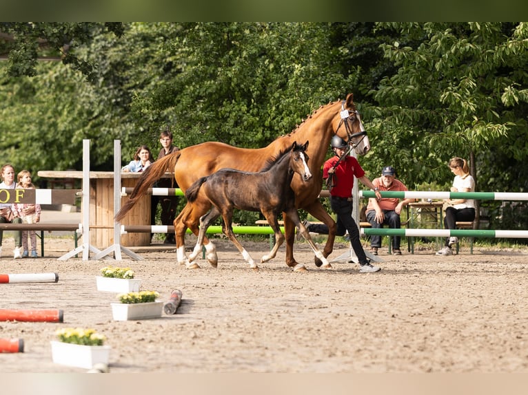Westphalian Mare 1 year Brown in Porta Westfalica