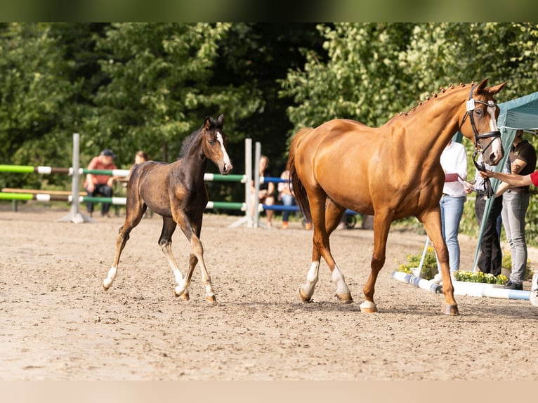 Westphalian Mare 1 year Brown in Porta Westfalica
