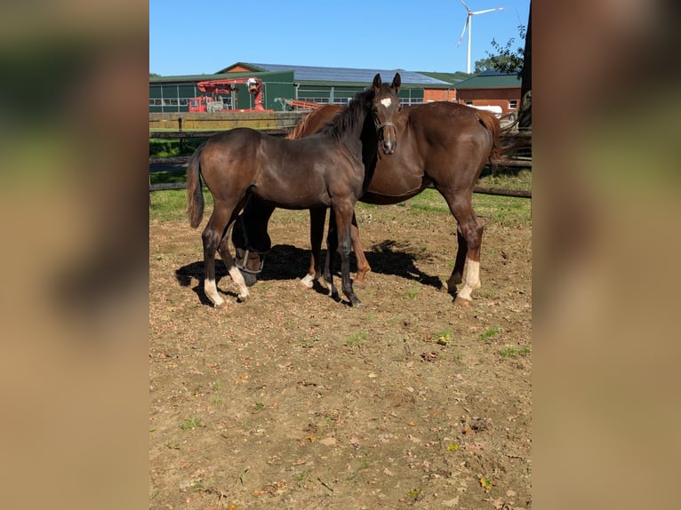 Westphalian Mare 1 year Brown in Vreden