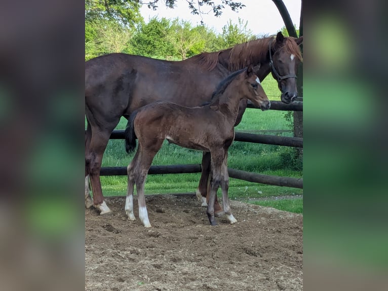 Westphalian Mare 1 year Brown in Vreden