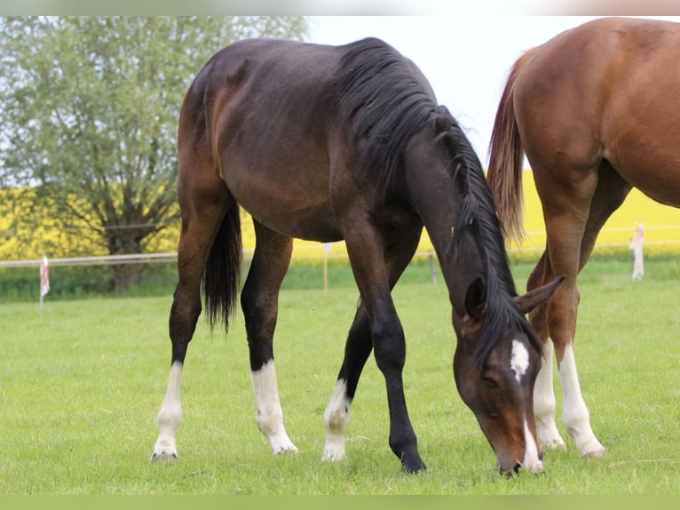 Westphalian Mare 1 year Brown in Ennigerloh