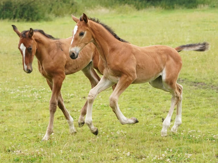 Westphalian Mare 1 year Brown-Light in Hamm