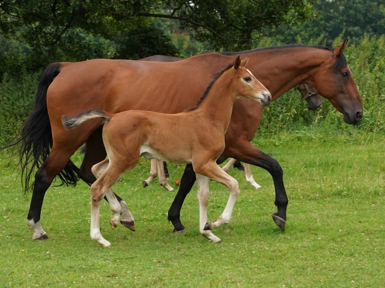 Westphalian Mare 1 year Brown-Light in Hamm