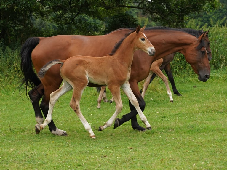 Westphalian Mare 1 year Brown-Light in Hamm