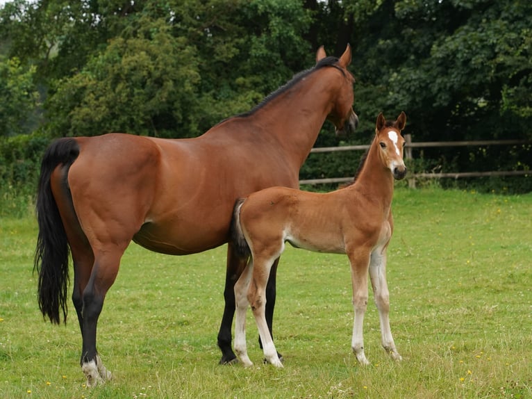 Westphalian Mare 1 year Brown-Light in Hamm