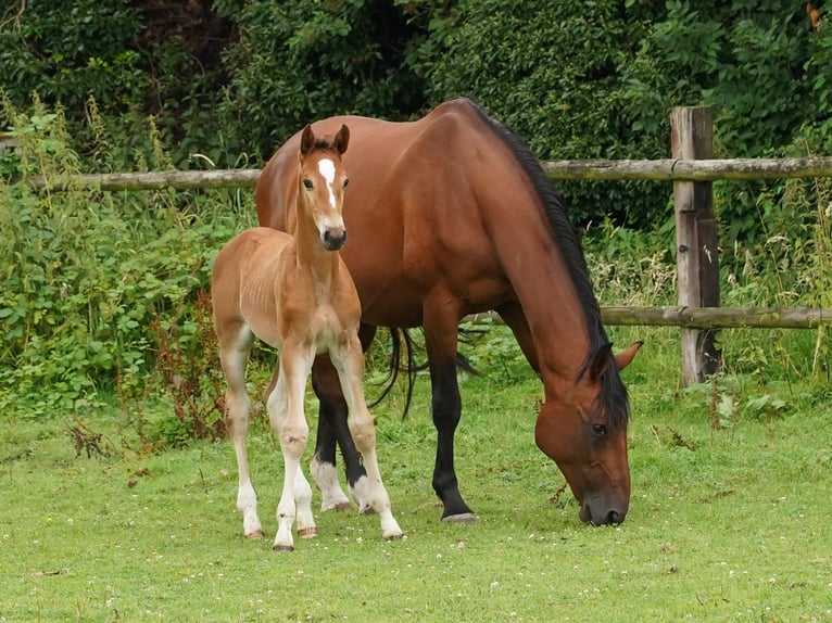 Westphalian Mare 1 year Brown-Light in Hamm