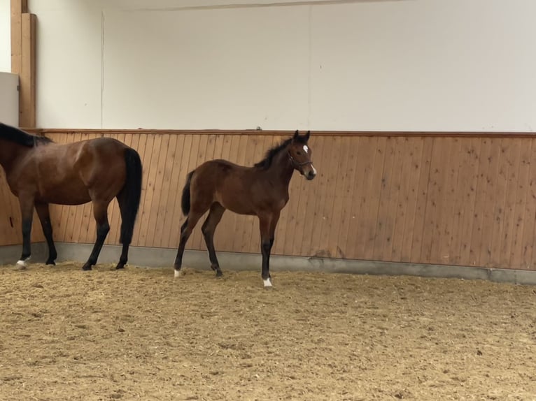 Westphalian Mare 1 year Brown in Hamm