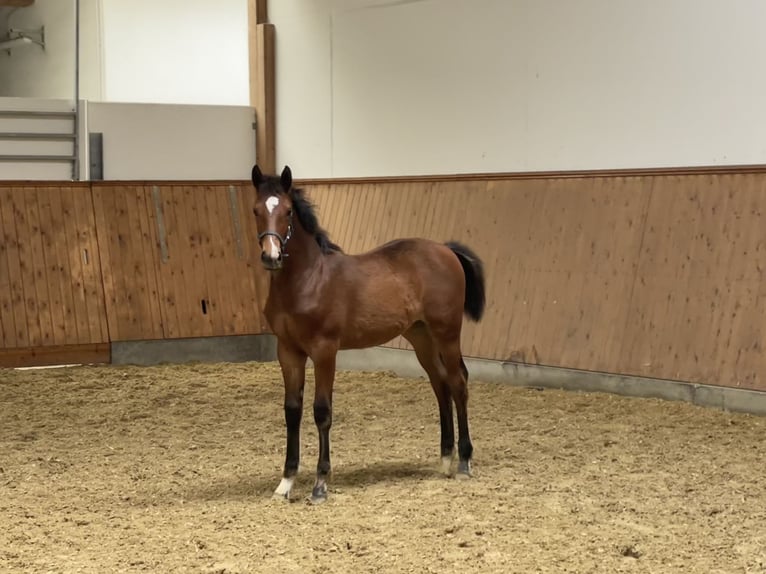 Westphalian Mare 1 year Brown in Hamm