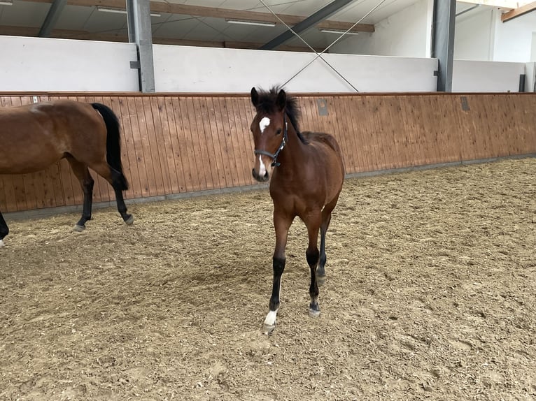 Westphalian Mare 1 year Brown in Hamm