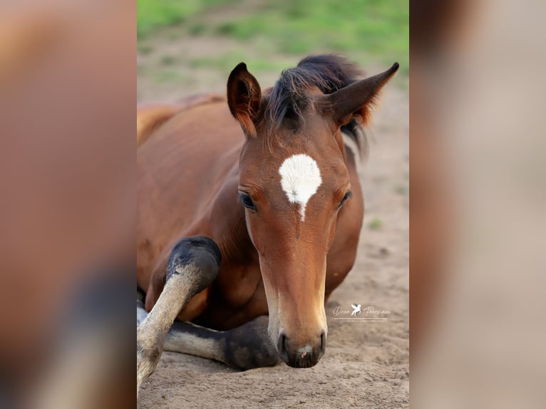 Westphalian Mare 1 year Brown in Neuenkirchen-Vörden