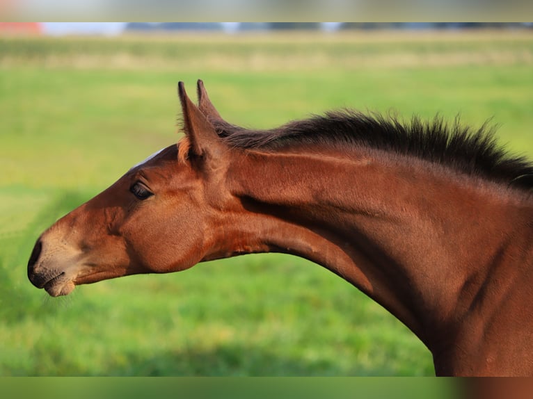 Westphalian Mare 1 year Brown in Neuenkirchen-Vörden