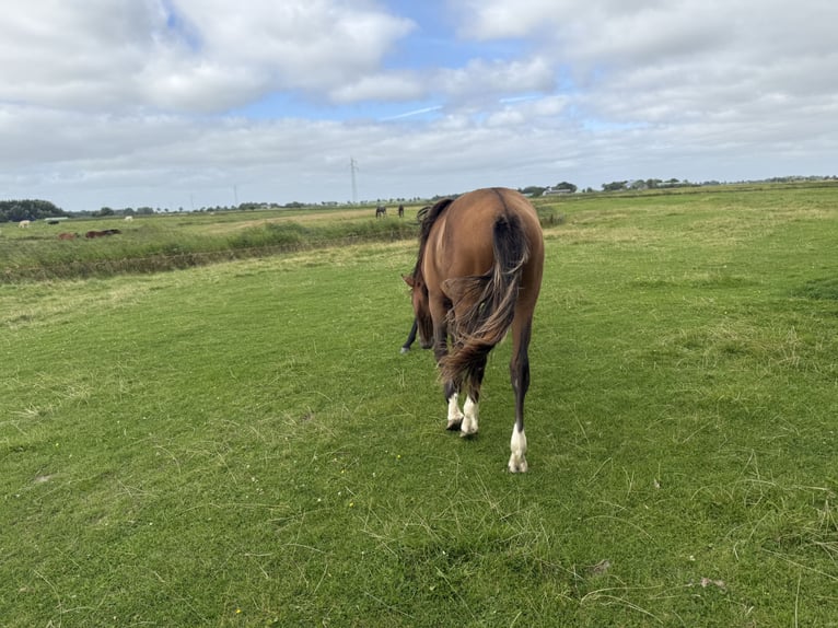 Westphalian Mare 1 year Brown in Lingen