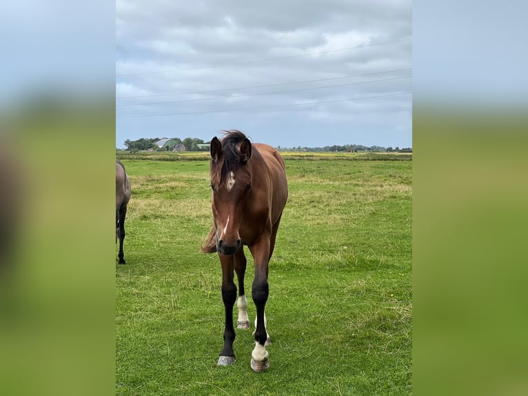 Westphalian Mare 1 year Brown in Lingen