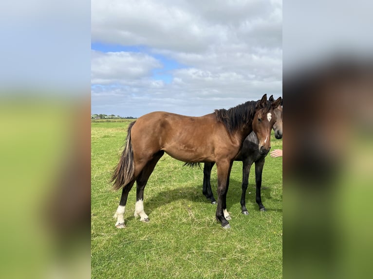 Westphalian Mare 1 year Brown in Lingen