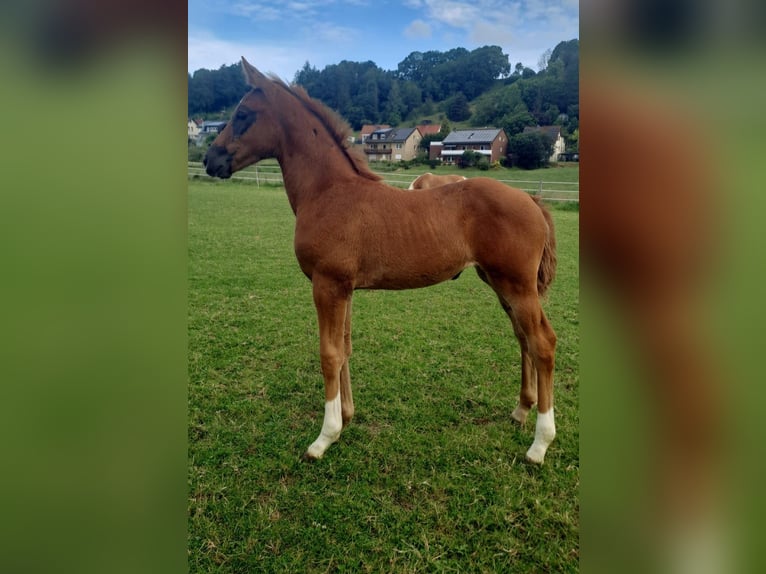 Westphalian Mare 1 year Chestnut in Borchen