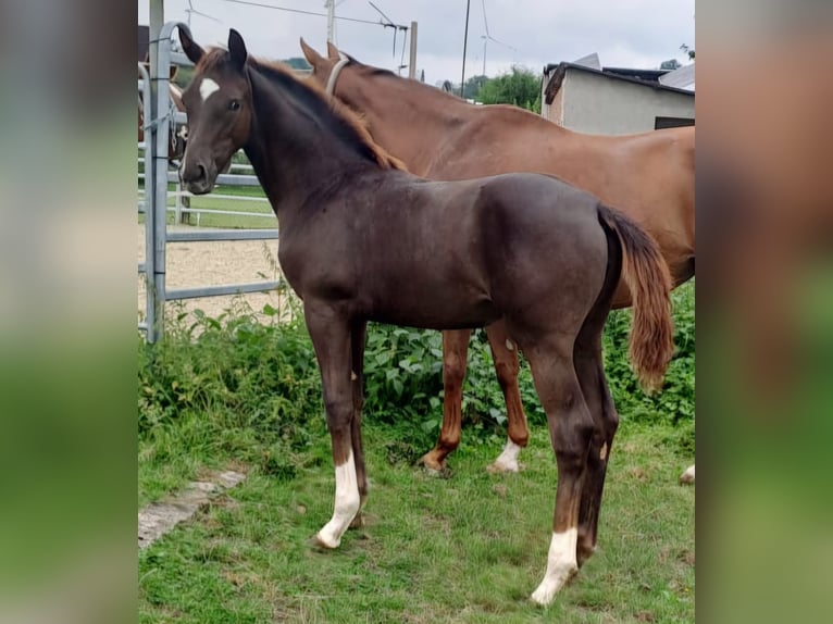 Westphalian Mare 1 year Chestnut in Borchen