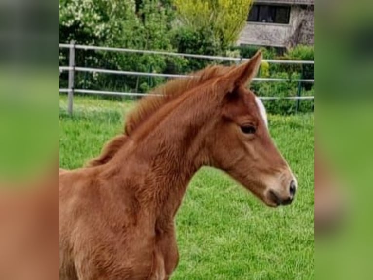 Westphalian Mare 1 year Chestnut in Borchen