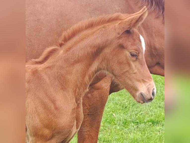 Westphalian Mare 1 year Chestnut in Borchen