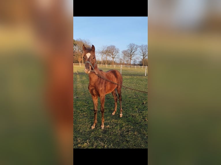 Westphalian Mare 1 year Chestnut in Rhede