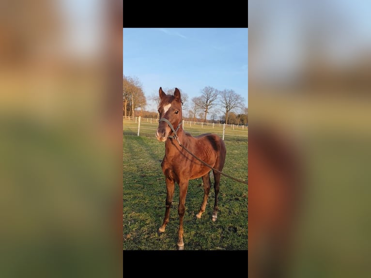 Westphalian Mare 1 year Chestnut in Rhede