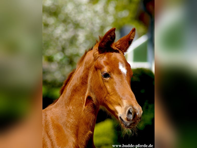 Westphalian Mare 1 year Chestnut in Horstmar