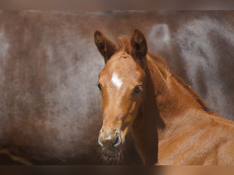 Westphalian Mare 1 year Chestnut in Horstmar