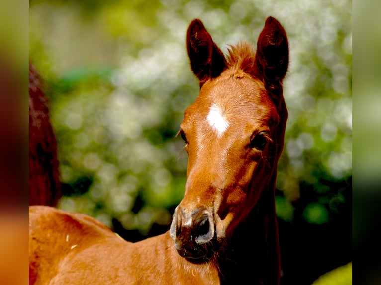 Westphalian Mare 1 year Chestnut in Horstmar