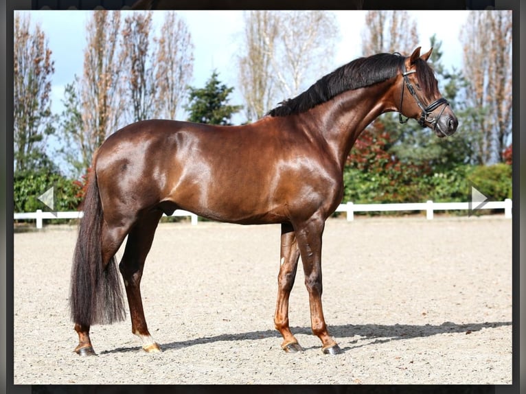 Westphalian Mare 1 year Chestnut in Horstmar