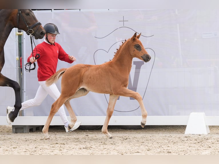 Westphalian Mare 1 year Chestnut in Selm