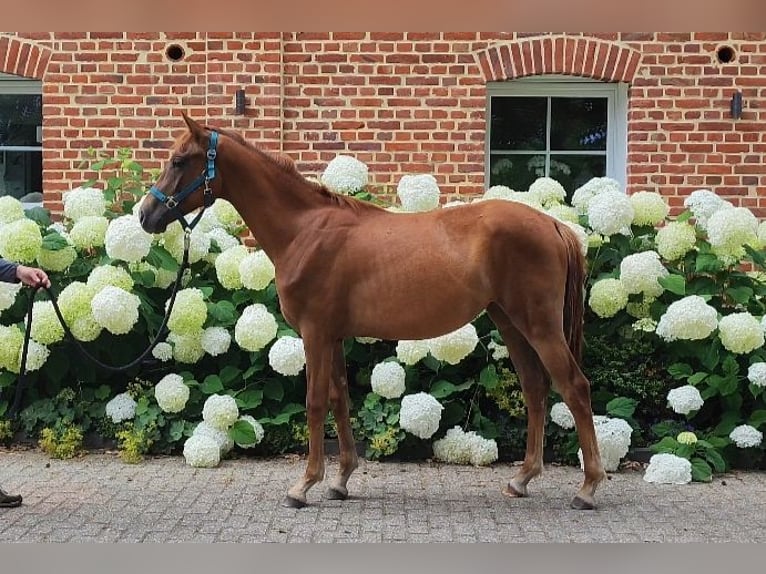 Westphalian Mare 1 year Chestnut in Selm