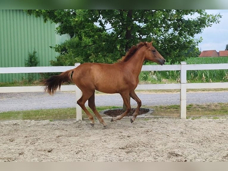 Westphalian Mare 1 year Chestnut in Selm