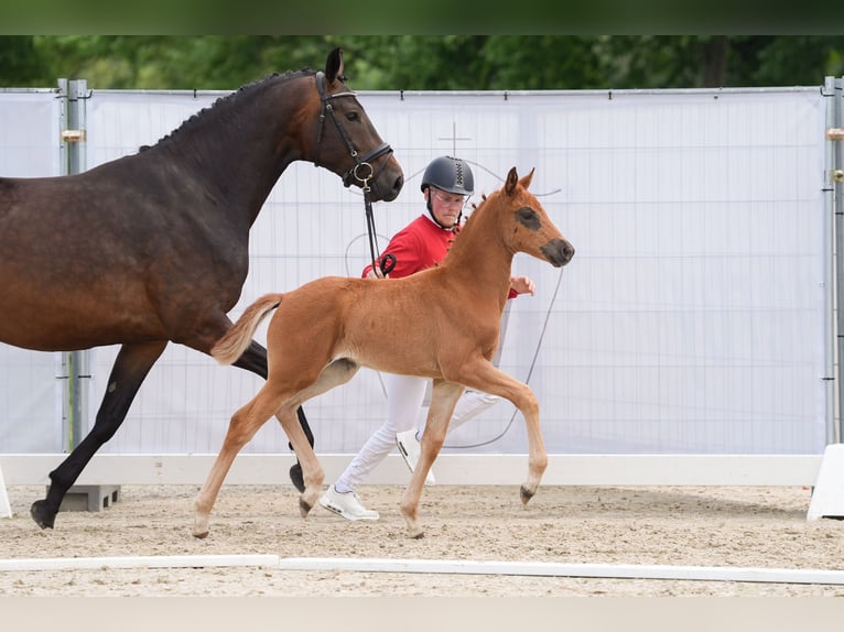 Westphalian Mare 1 year Chestnut in Selm