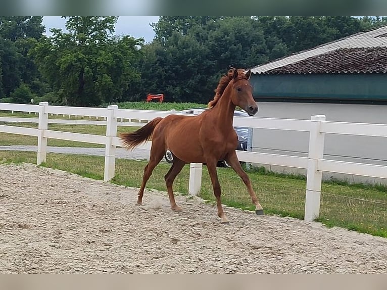 Westphalian Mare 1 year Chestnut in Selm