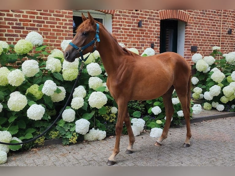 Westphalian Mare 1 year Chestnut in Selm