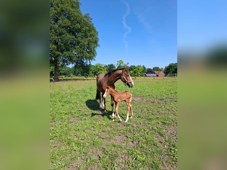 Westphalian Mare 1 year Chestnut in Warendorf