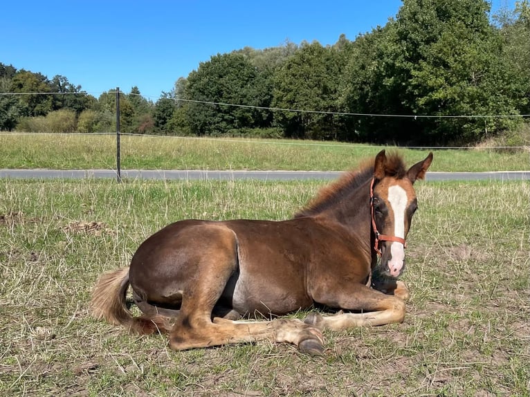 Westphalian Mare 1 year Chestnut in Warendorf
