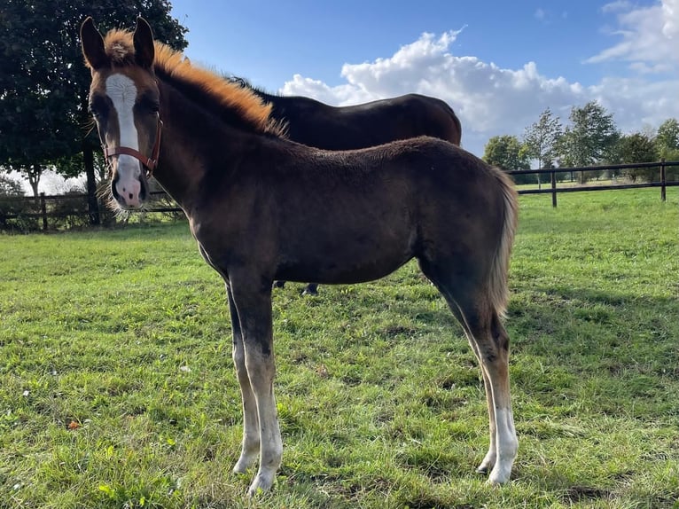 Westphalian Mare 1 year Chestnut in Warendorf