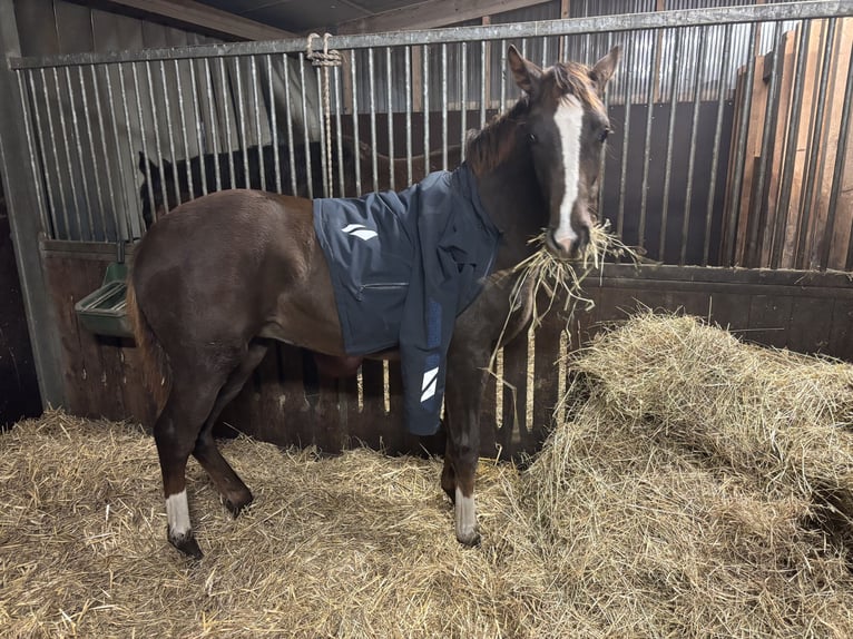 Westphalian Mare 1 year Chestnut-Red in Raesfeld