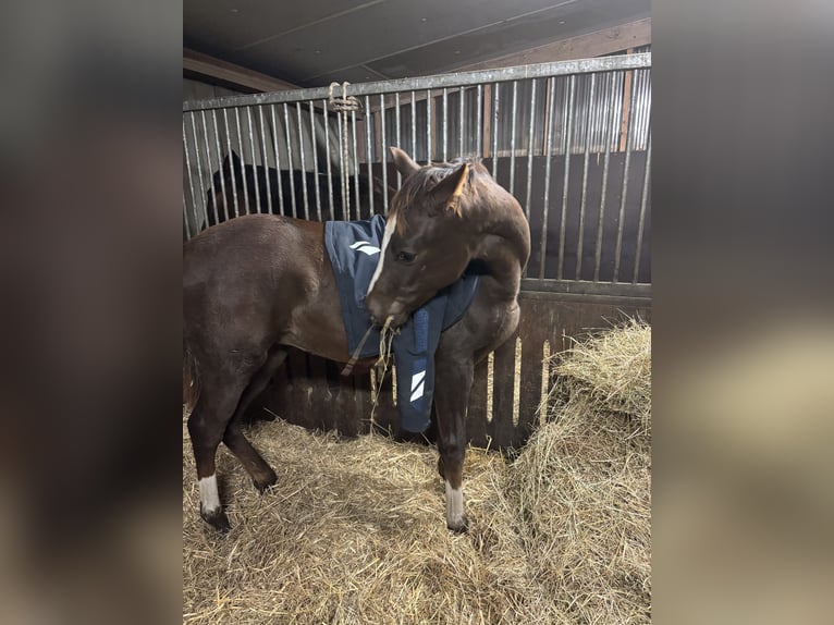 Westphalian Mare 1 year Chestnut-Red in Raesfeld