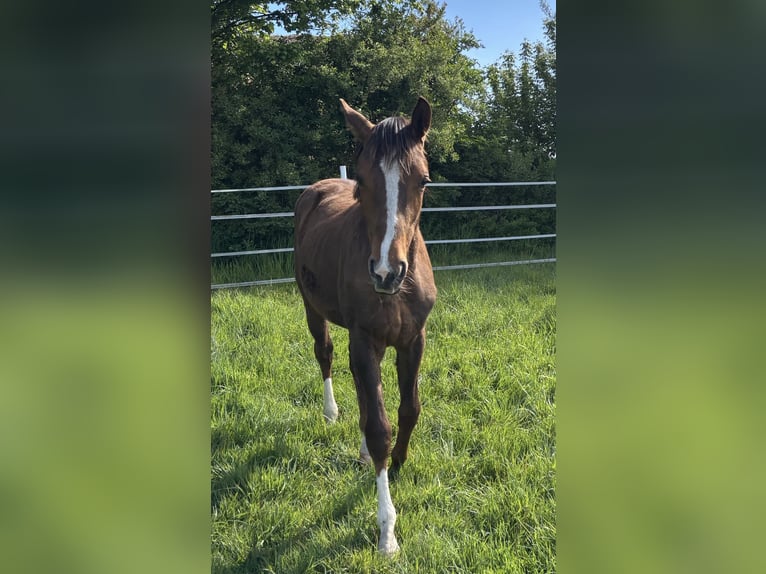 Westphalian Mare 1 year Chestnut-Red in Raesfeld