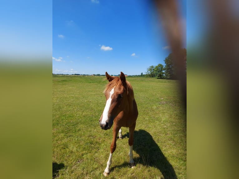 Westphalian Mare 1 year Chestnut-Red in Bielefeld