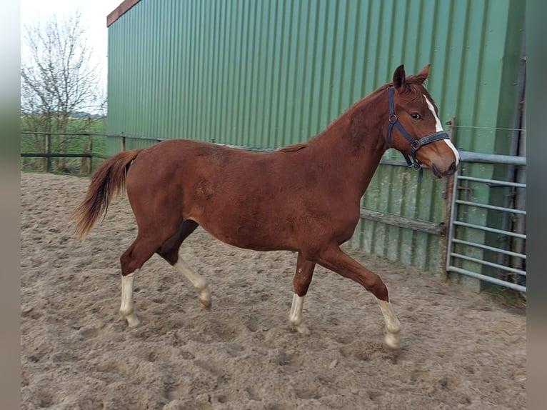 Westphalian Mare 1 year Chestnut-Red in Bielefeld